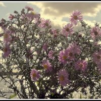 Осенний букет... :: Aleksandr Gal