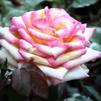 Розы... розы... :: viach 