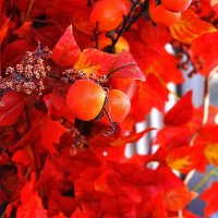 Красота! :: Юрий Гайворонскiий