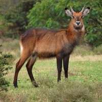 водяной козлик :: Ирина С