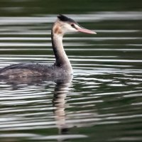 Чомга. :: Владимир Безбородов