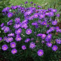 Астра :: Рита Симонова