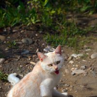 Боевой :: M Marikfoto Боевой :: M Marikfoto