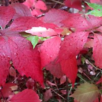 Краски осени :: Елена Семигина