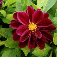 Царица осеннего сада. :: Лия ☼ Царица осеннего сада. :: Лия ☼