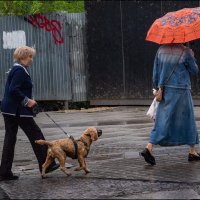 Прогулка под дождём :: Александр Тарноградский Прогулка под дождём :: Александр Тарноградский