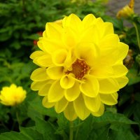 Подобна солнцу. :: Лия ☼ Подобна солнцу. :: Лия ☼