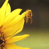 *** :: Елена Kазак (selena1965)