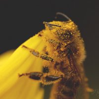 *** :: Елена Kазак (selena1965)