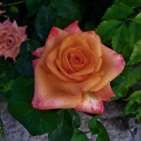 Оранжевая роза Флорибунда :: Валентин Семчишин Оранжевая роза Флорибунда :: Валентин Семчишин