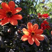 Прикосновеньем осень осенит всё то, что было неприкосновенно... Белла Ахмадулина... :: Галина 