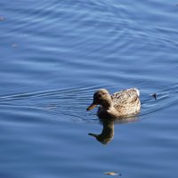 Заплыв в осень :: Наталия Григорьева