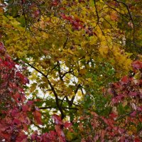 Разноцветные краски листиков :: Мария Яковлева