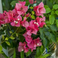 Бугенвилия :: Анатолий Чикчирный