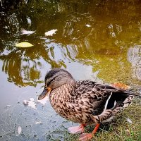 Уточка - пеструшка :: Надежда Уточка - пеструшка :: Надежда