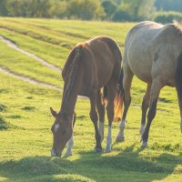 Осенний выгул. :: Виктор Евстратов