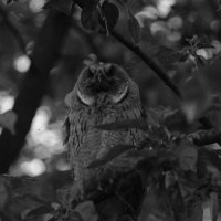 Сова зевает. :: Leon Bergman