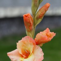 ............ :: Анна Чехович ............ :: Анна Чехович