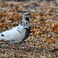 Крапчатый пятнистый голубь... :: Николай Саржанов