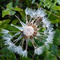 Диадема сентября :: liudmila drake