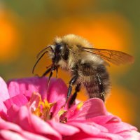 Мохнатый :: Вячеслав Минаев Мохнатый :: Вячеслав Минаев