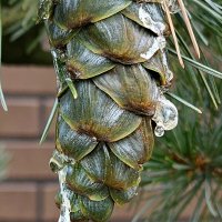 Плачущие шишки. :: Галина Левина