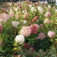 Цветы для красоты :: Galina Solovova