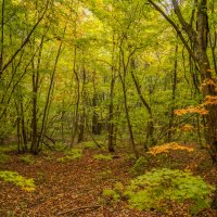 В сентябрьском лесу... :: Владимир Жданов В сентябрьском лесу... :: Владимир Жданов