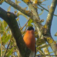 снегирь :: gawrilа - dan