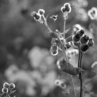 Memento vitae, memento mortis :: Сергей Сергеев