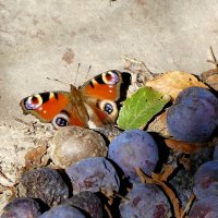 опять про бабочек 6 :: Александр Прокудин
