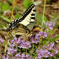 опять про бабочек 10 :: Александр Прокудин