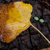 жизнь :: Всеволод жизнь :: Всеволод