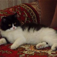 Такая милашка! :: Нина Андронова