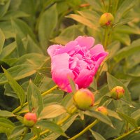 Пион :: Сергей Кочнев