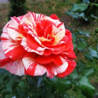 Любят ли цветы физики-теоретики? :-) :: Андрей Лукьянов