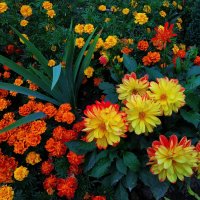 Любят ли цветы физики-теоретики? :-) :: Андрей Лукьянов