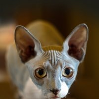 Извините, а обедать будем ? :: Андрей Зайцев