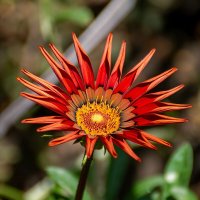 Газания :: Игорь Сикорский Газания :: Игорь Сикорский