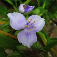 Нежность традесканции :: Людмила Смородинская