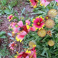 Цветы. :: Владимир Драгунский Цветы. :: Владимир Драгунский