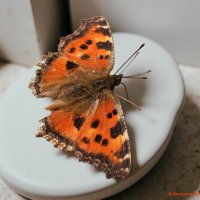 Осень бабочкой яркой порхает... :: Андрей Заломленков