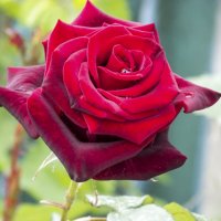 Бархатная  роза :: Валентин Семчишин