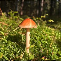 Поплавок шафранный. :: Валерия Комова