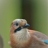 " девушка в окошке" :: Andrey Bragin 