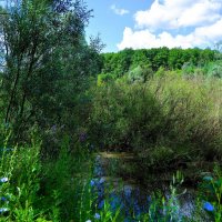 Чебоксары. Речка Сургутка в зарослях Сургутского оврага. :: Пётр Чернега