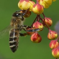 из серии " Макро мир вокруг нас..." :: Николай Саржанов