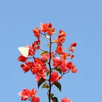 Бабочка на цветке :: Аркадий Басович