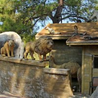 Ноев ковчег :: Gen Vel Ноев ковчег :: Gen Vel