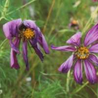 Отгуляли. :: Татьяна Помогалова